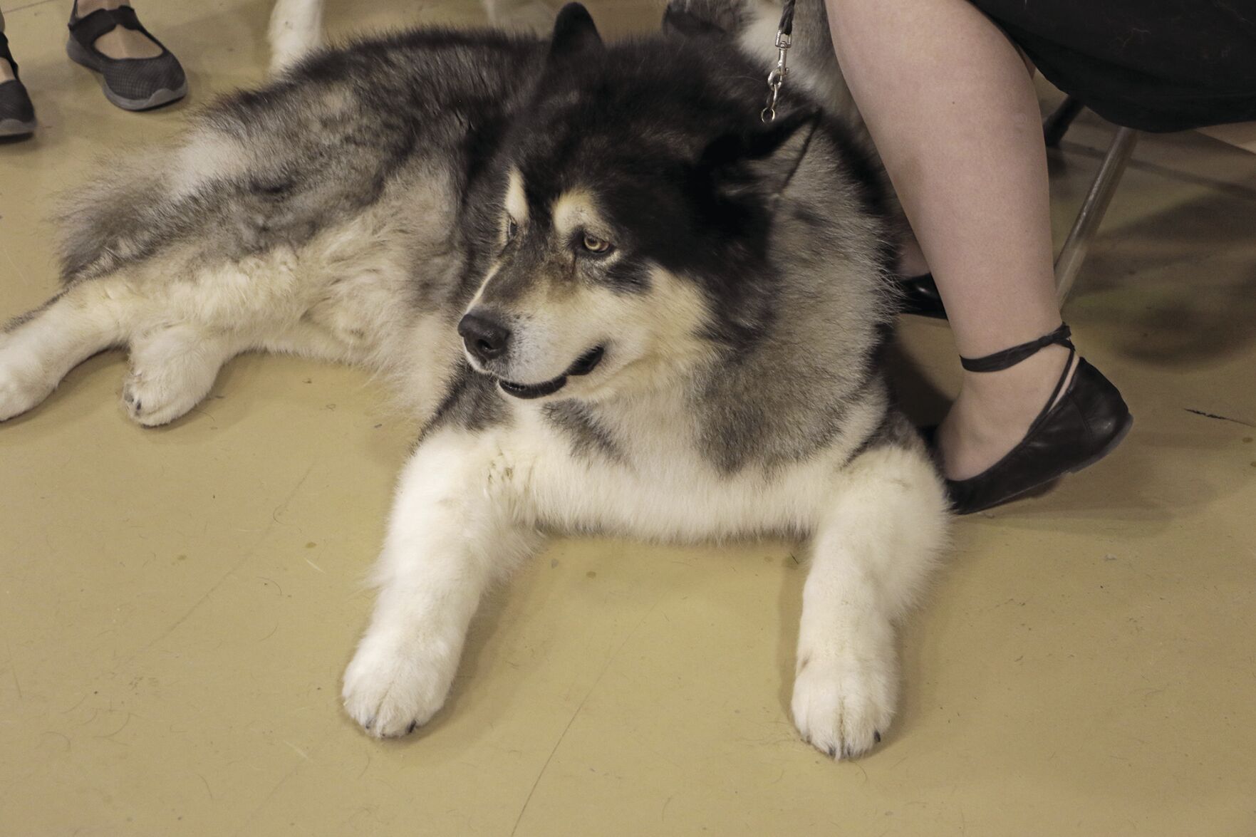 PHOTOS: 2022 AKC Dog Show